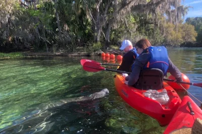 Découvrez blue spring près d’orlando en kayak, observez les lamantins sauvages de près et écoutez les récits d’un naturaliste de floride. eau en bouteille et frais inclus.