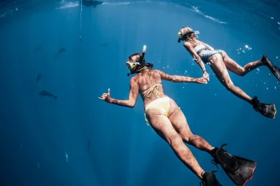 Vive la emoción de bucear con tiburones en aguas abiertas de oahu, acompañado por biólogos marinos. incluye equipo de snorkel, fotos profesionales y reservas flexibles para grupos pequeños.