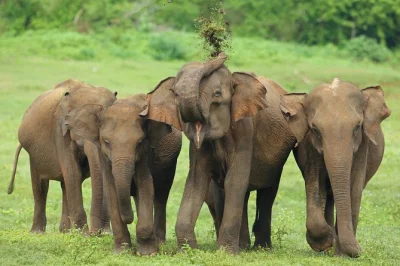 Get close to wild elephants on a private udawalawe safari. includes pickup, entrance tickets, and local tracker-guide for an authentic wildlife day in sri lanka.