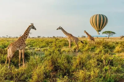 Vivez un véritable safari en tanzanie—serengeti, cratère du ngorongoro, tarangire et lac natron. guide privé, safaris animaliers, visite maasai, camps sous tente.