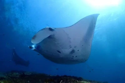 Erlebe das schwimmen mit mantarochen am manta point auf nusa penida, genieße 2 oder 3 tauchgänge und entspanne bei einem mittagessen in kleiner gruppe – inklusive hoteltransfer und kompletter ausr