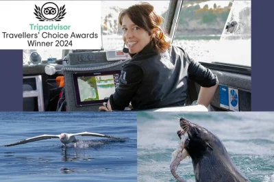 Feel the salt air on a small-group otago harbour cruise. spot albatross, seals, penguins & shipwrecks with an expert skipper. includes binoculars & live commentary.