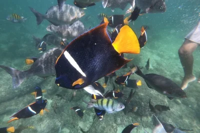 Scopri banderas bay con un’escursione tra cascate, nuotate, snorkeling a los arcos e sapori locali. include bevande e guida esperta.