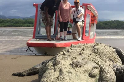 Explore o rio tárcoles na costa rica em um passeio de barco com guia, veja crocodilos de perto, aves raras e aproveite um almoço em restaurante à beira do rio. inclui café e água.