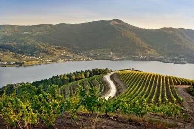Feel the spirit of galicia at viña costeira—wander vineyards, taste ribeiro wines, enjoy cheese pairings, and learn from local winemakers. includes guided tour.