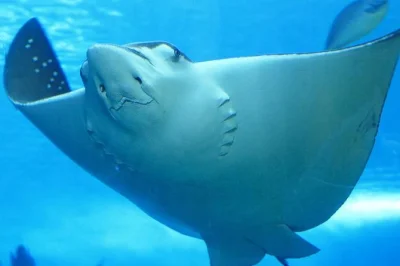 Swim with nurse sharks and rays at belize’s hol chan marine reserve and shark ray alley. includes snorkel gear, reserve entry, bottled water, and local guide.