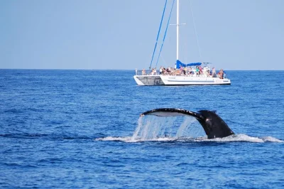 Commencez votre matinée sur la côte kohala à hawaii avec une croisière d’observation des baleines depuis anaeho'omalu bay, boissons fraîches et encas inclus, accompagnés de guides locaux passi