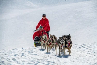 Vuela en helicóptero desde girdwood al glaciar punchbowl, conoce huskies del iditarod y conduce tu propio trineo con recogida incluida.