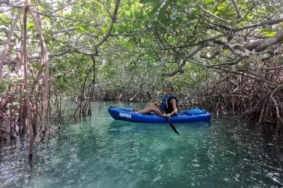 Erlebe die ruhe der nichupte lagoon in cancun bei einer geführten kayaktour durch mangroven, entdecke heimische tiere und erhalte tolle fotos. kleine gruppe, komplette ausrüstung inklusive.
