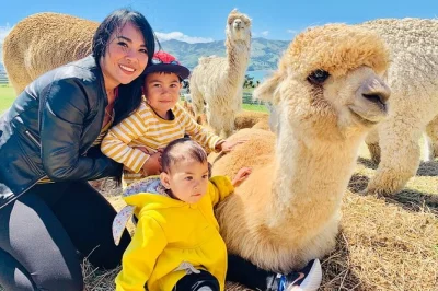 Découvrez les alpagas amicaux de la ferme shamarra avec vue sur le port d’akaroa. nourrissez-les, caressez-les et prenez des photos lors d’une visite en voiture à seulement 1 heure de christchur