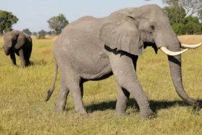 Wake up to wild africa in pilanesberg, spot the big five from an open jeep, share laughs with your guide, and enjoy a local lunch—all with easy pickup included.