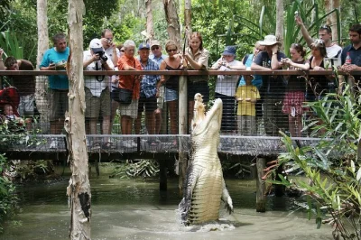 Avvicinati ai coccodrilli marini, naviga tra le paludi di melaleuca e goditi gli spettacoli con gli animali a hartley’s crocodile adventures. include pick-up in hotel a cairns e biglietto d’ingres