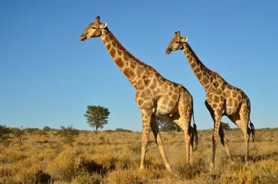 Erlebe eine halbtägige safari bei durban – elefanten hautnah, nashörner im tala game reserve entdecken und bequemer transfer mit lokalem guide inklusive.