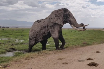 Vivez un safari d’une journée complète à amboseli depuis nairobi. observez éléphants, lions, girafes et savourez un déjeuner avec vue sur le mont kilimandjaro. réservez votre aventure.