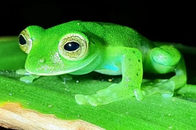 Découvrez la forêt de nuages de monteverde la nuit : observez grenouilles de verre, paresseux et animaux rares avec un petit groupe, guide bilingue et prise en charge à l’hôtel incluse.