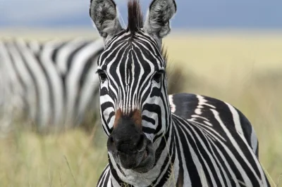 Wake up to elephants in tarangire, cross serengeti’s endless plains, and descend into ngorongoro’s crater. private safari from arusha with all meals and lodge stays.