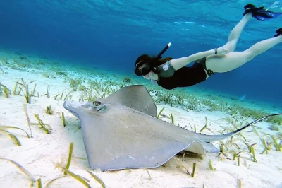 Float over cozumel’s el cielo reefs by private boat, snorkel with starfish, taste fresh ceviche & relax with drinks—includes gear, snacks & cruise port pickup.