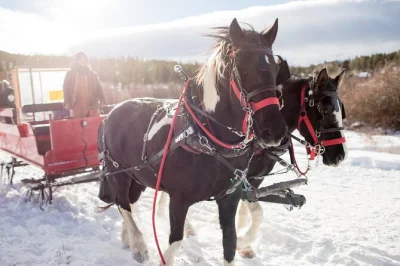 Feel the magic of austria’s winter on a salzburg day trip with a horse-drawn sleigh ride, cozy village lunch, and mountain views. includes guide & transport.