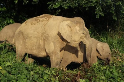 Wake up to wild calls in deramakot forest, spot rare borneo wildlife on guided safaris, and relax in air-conditioned chalets. includes pickup and all meals.