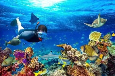 Curious about roatan’s reef, sloths, and private beaches? this small-group day trip includes snorkeling the barrier reef, meeting monkeys, and relaxing with lunch service.