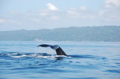 Scopri l’emozione dell’avvistamento balene nella baia di samaná, cavalca tra la foresta fino alla cascata el limón e gusta un pranzo locale con trasporto incluso.