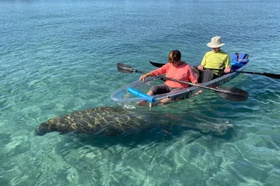 Découvrez la sérénité des voies d’eau de jupiter en kayak transparent — glissez près des mangroves, observez dauphins et lamantins, et admirez le phare sous un nouvel angle. matériel inclus.