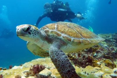 Start your morning in sal with two guided dives, hotel pickup included. meet local instructors, explore volcanic walls and wrecks, and share stories over salty air.