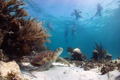 Swim with sea lions, spot turtles, and share lunch in cabo pulmo’s vibrant village. includes hotel pickup, gear, and a guide who knows every reef by name.