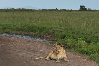 Découvrez nairobi autrement avec un safari privé, une rencontre proche des girafes, et la prise en charge à l’hôtel—lions, rhinocéros et buffles au rendez-vous pour une matinée inoubliable.