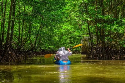 Explorez les mangroves de l’île damas près de manuel antonio, observez la faune de près et savourez un déjeuner local après votre balade en kayak. transfert et guide naturaliste inclus.