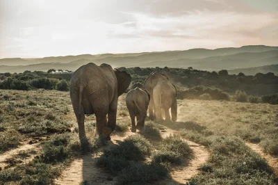 Feel the thrill of a full-day addo safari in small groups, spot elephants & lions, enjoy lunch, and travel with a local guide—hotel pickup included for easy booking.