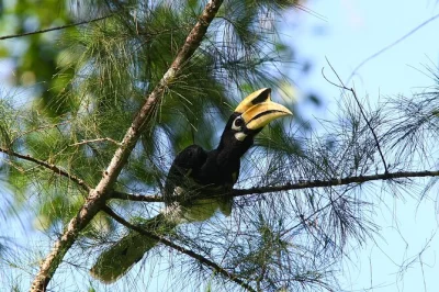 Feel the thrill of spotting hornbills, kingfishers, and rare birds in langkawi’s forests and mangroves. includes guided birdwatching, binoculars, transfers, and expert insights.