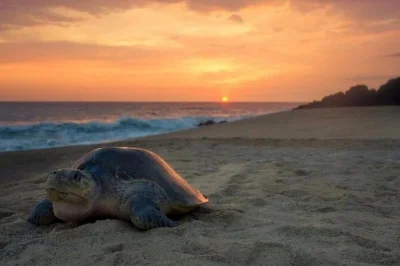 Watch sea turtles nest on a secluded beach near tamarindo, guided by locals. includes pickup, snacks, and flashlight—quiet moments you’ll remember.