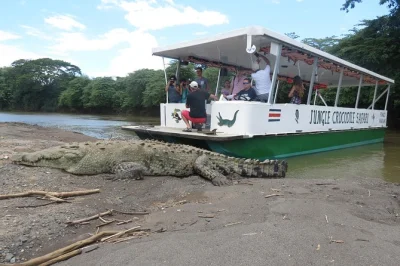 Explore o rio tarcoles em um safari de barco para ver jacarés gigantes, aves raras e aprender com guias locais. acesso para cadeirantes e comentários ao vivo inclusos.