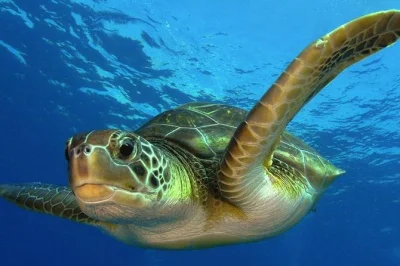 Swim the meso-american barrier reef near costa maya on a guided 2-tank dive. certified divers only. includes gear rental option, soft drinks, and expert instructors.