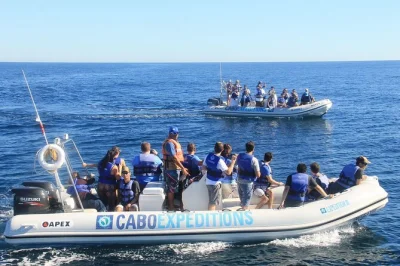 Vivez l’excitation de l’observation des baleines à cabo san lucas lors d’une croisière en zodiac en petit groupe avec un biologiste marin, vues rapprochées et retour à l’hôtel inclus.