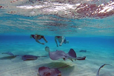 Swim with wild stingrays at stingray city, snorkel vibrant reefs, and relax at starfish point on this grand cayman tour with hotel pickup and local guide included.