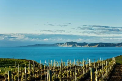 Disfruta vinos de marlborough, pasea entre viñedos y termina con chocolates artesanales en una excursión relajada desde picton. incluye recogida en puerto, grupo reducido y guía local.