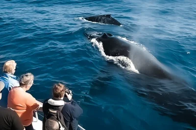 Avvista le megattere lungo la costa di kona, big island, con una crociera rilassante, snack, acqua e un equipaggio amichevole. bagno a bordo e possibilità di recupero in caso di pioggia.