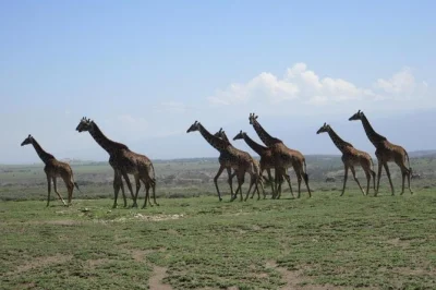 Scopri elefanti al lago manyara, attraversa le pianure del serengeti e immergiti nel cratere di ngorongoro con un safari di gruppo guidato. include pasti, trasporti e ingressi ai parchi.