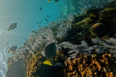 Sinta a brisa do mar em um passeio privado de snorkel em cabo san lucas — explore enseadas rochosas, nade com peixes locais, aproveite bebidas a bordo e relaxe com fácil acesso ao barco.