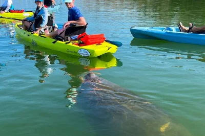 Explorez les estuaires de bonita springs en kayak hobie, traversez les tunnels de mangroves et faites une pause sur une plage privée pour ramasser des coquillages avec un guide local sympa—photos e