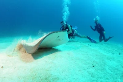 Slip into st maarten’s warm caribbean waters for a small-group scuba dive with certified guides, exploring reefs or shipwrecks. includes all gear and drinks.