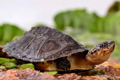 Meet 130 turtle species at corsica’s a cupulatta park, just 30 minutes from ajaccio. enjoy skip-the-line entry, shaded walks, and local snacks on site.