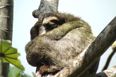 Feel the rumble of ships at agua clara locks, walk wild rainforest trails near colon, and wander san lorenzo fort’s pirate walls. includes hotel pickup & drinks.