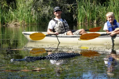 Glissez en kayak à travers les tunnels de mangroves en floride avec un guide naturaliste. observez la faune, apprenez sur l’écosystème et profitez d’une balade paisible dans les everglades – 