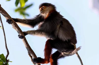 Explore a floresta de son tra em da nang e veja de perto os raros macacos douc de perna vermelha com um guia local. binóculos, água e horário flexível inclusos.