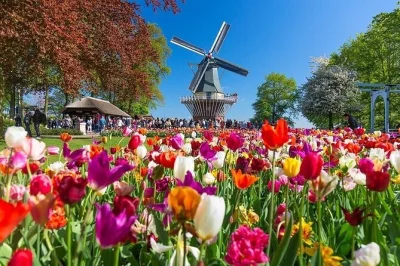 Amsterdam, giardini di keukenhof, navetta comoda con biglietto incluso e ritorno flessibile. goditi i tulipani senza stress di parcheggio o orari fissi.