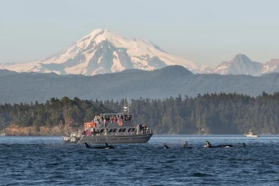 Découvrez les baleines autour des san juan islands. observez orques, baleines à bosse, lions de mer et plus encore avec un guide naturaliste. balade en bateau rapide incluse.