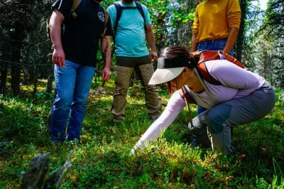 Erlebe eine halbtägige off-trail-wanderung bei denali, koste wilde blaubeeren und lausche spannenden geschichten deines naturführers. inklusive hoteltransfer.